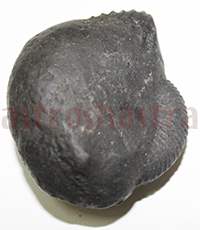 Shaligram 10710 60 gm
